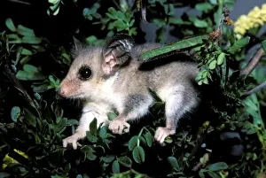 Western Australia Animals Drucke: HRD00326