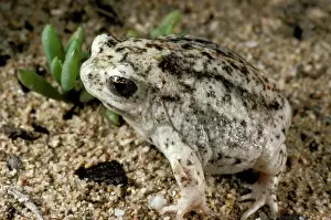 Australian Frogs Drucke: HRD00427