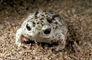 Australian Frogs Drucke: HRD00428