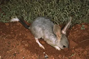 Australian Desert Animals Drucke: HRD00572