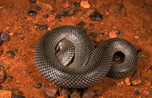 Australian Snakes Drucke: HRD01120