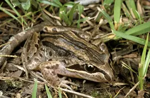 Australian Frog Species Drucke: HRD01170