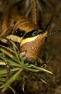 Australian Insect Photography Drucke: HRD01281