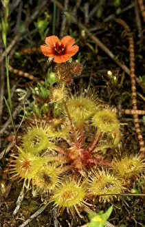 Sundew Plant Drucke: HRD01318