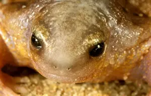 Australian Frog Species Drucke: HRD01524