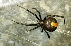Australian Arachnids Drucke: HRD01530