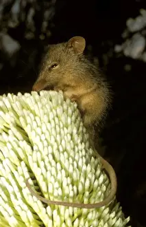 Australian Native Animals Pictures Drucke: HRD01532