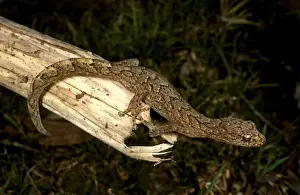 Australian Geckos Drucke: HRD02468