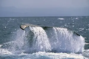 Marine Mammals Photography Drucke: Humpback Whale