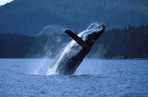Megaptera Novaengliae Images Drucke: Humpback whale - Breaching. Inside Passage, Southeast Alaska DB 80