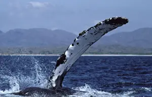Marine Life Conservation Efforts Drucke: Humpback whale - flipper-slapping
