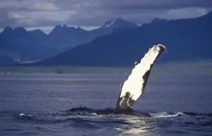 Megaptera Novaeangliae Species Drucke: Humpback whale - Flipper-slapping Inside Passage, Southeast Alaska