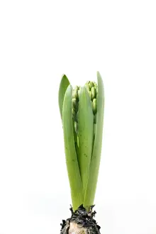 Studio Plant Photography Drucke: Hyacinth - Sequence 1 of 3