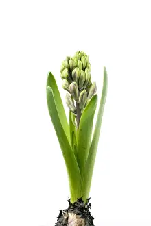 White Background Florals Drucke: Hyacinth - Sequence 2 of 3
