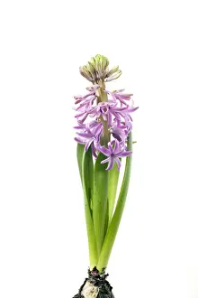 Studio Plant Photography Drucke: Hyacinth - Sequence 3 of 3