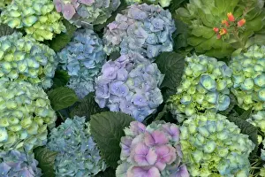 Hydrangea Flowers Drucke: Hydrangea