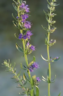 Herbaceous Perennial Plants Drucke: Hyssop