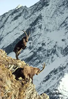 Jean Paul Ferrero Photography Drucke: Ibex - fighting