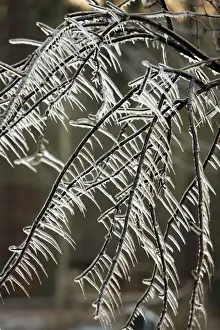 Frozen Plant Life Drucke: Ice Rain - icicles on tree branches, Lower Saxony, Germany