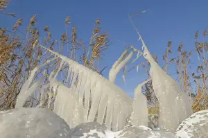 Frozen Landscape Europe Drucke: Ice structures on reed