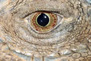 Reptiles And Amphibians Images Drucke: Iguana: eye