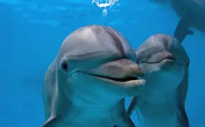 Marine Mammal Images Drucke: IMG 6577
