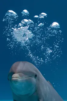 Marine Mammal Images Drucke: IMG 8088