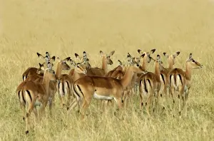 Jean Michel Labat Images Drucke: Impala - group