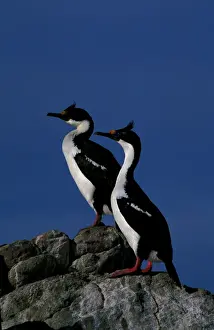 Ardea Wildlife Pets Environment Prints Drucke: Imperial shag