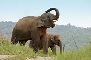 Indian Wildlife Photography Drucke: Indian / Asian Elephant - using trunk to throw grass on back