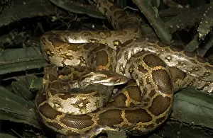 Indischer Riesenpython in doppeltem Schlangenbau im Keoladeo-Nationalpark