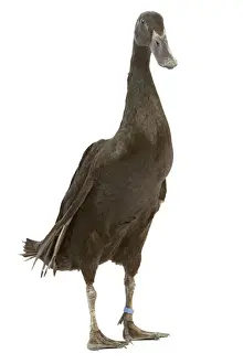 Agricultural Livestock Photography Drucke: Indian Runner Duck - in studio
