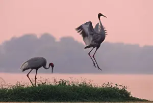 Drucke von JR-645 indische Saruskrane tanzen am Abend im Keoladeo-Nationalpark, Indien Gruiformes Drucke: Indischer Saruskräher tanzt am Abenddunst im Keoladeo-Nationalpark in Indien