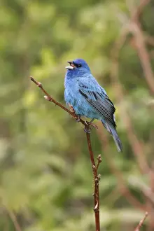 Nature Photography Prints Drucke: Indigo Bunting