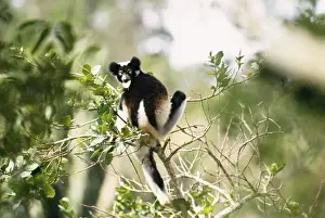 Madagascar Animal Photography Drucke: Indri - in tree Madagascar