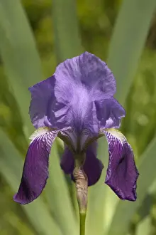 Purple Iris Flower Drucke: Iris - close-up of flower
