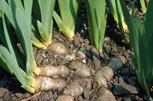 Iris - Knollenstiele, verdickte Stöcke