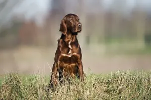 Irish Setter Breed Drucke: Irish / Red Setter