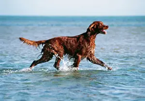 Drucke von JD-11556 irisch rot Setter Hund - Spaziergang am Meer von John Daniels Bitte beachten Sie, dass die Abbildungen nur für persönliche Anzeigezwecke gedacht sind und nicht reproduziert werden dürfen Gundog Drucke: Irischer Pointer Hund im Meer