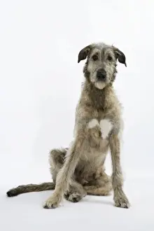 Drucke von JD-18778 irische Wolfsdog John Daniels Bitte beachten Sie, dass Drucke nur für persönliche Anzeigezwecke gedacht sind und nicht reproduziert werden dürfen Irischer Wolfshund Drucke: Irischer Wolfshund