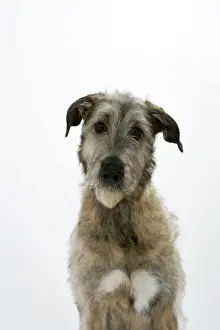 Drucke von JD-18779 irischer Wolfs Hund John Daniels Bitte beachten Sie, dass Drucke nur für persönliche Anzeigezwecke gedacht sind und nicht reproduziert werden dürfen Jagdhund Drucke: Irischer Wolfshund