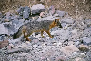 Limited Edition Animal Prints Drucke: Island Gey Fox