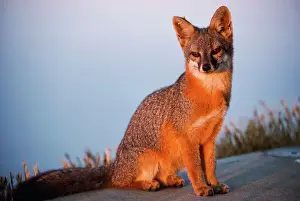 Drucke von MOP-356 Insel / Grauer Fuchs Urocyon littoralis A Elch von Peterson Bitte beachten Sie, dass Drucke nur für persönliche Anzeigezwecke gedacht sind und nicht reproduziert werden dürfen Cervidae Drucke: Insel Grauer Fuchs