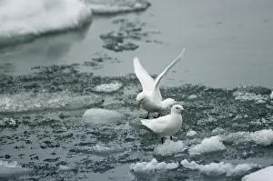 M Watson Photographer Work Drucke: Ivory Gull - on ice