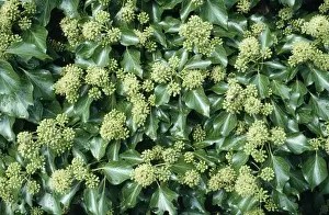 Bob Gibbons Photography Drucke: Ivy - in flower