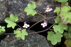 Purple Blooming Plants Drucke: Ivy-leaved Toadflax