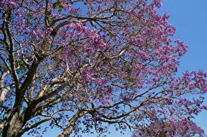 Australian Native Plants Drucke: Jacaranda Tree - in bloom Australia