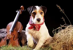 Jack Russell Dog Drucke: Jack Russell - in gypsy setting