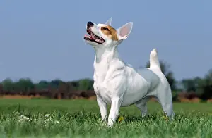 Personal Use Pet Prints Online Drucke: Jack Russell Terrier - looking up