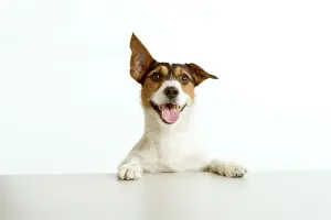 Jack Russell Terrier Portrait Drucke: Jack Russell terrier - with front paws on table